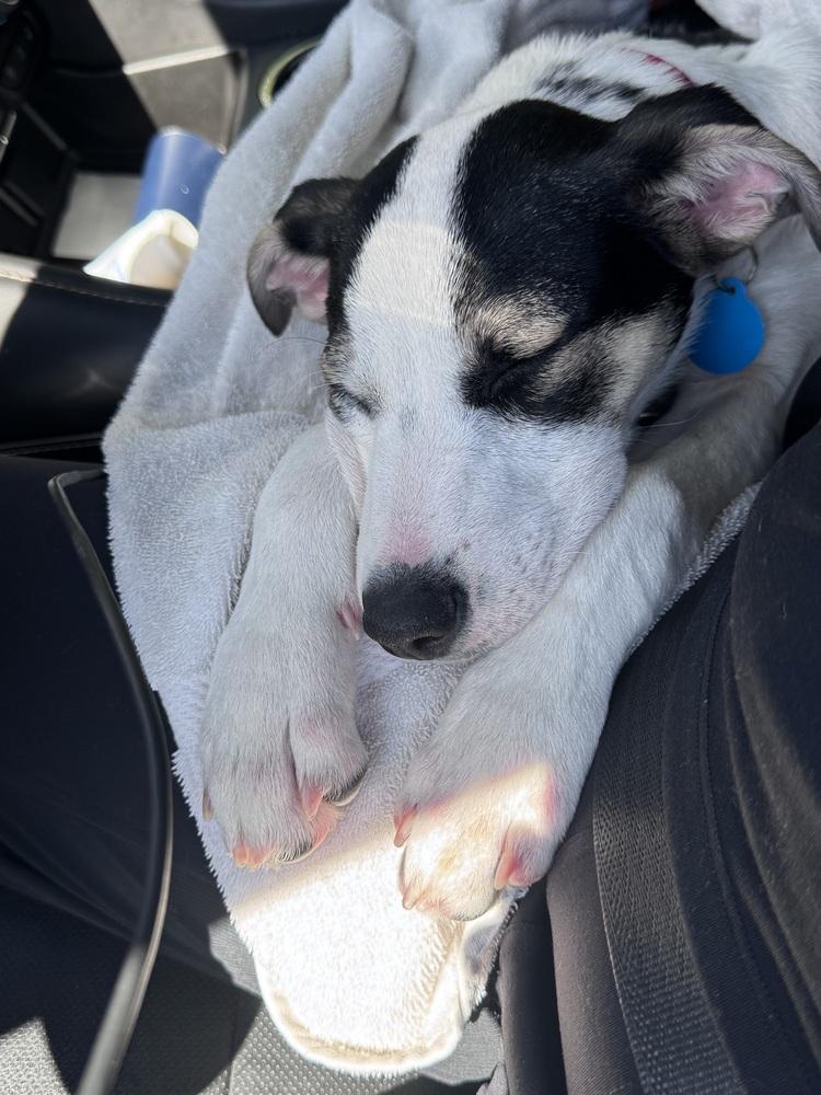 Enlarge Pup Thomas, a Adoptable mixed breed in Washington, DC image 3/6