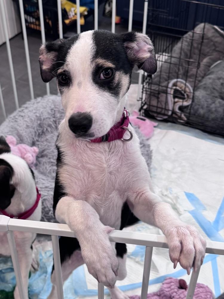 Enlarge Pup Thomas, a Adoptable mixed breed in Washington, DC image 4/6