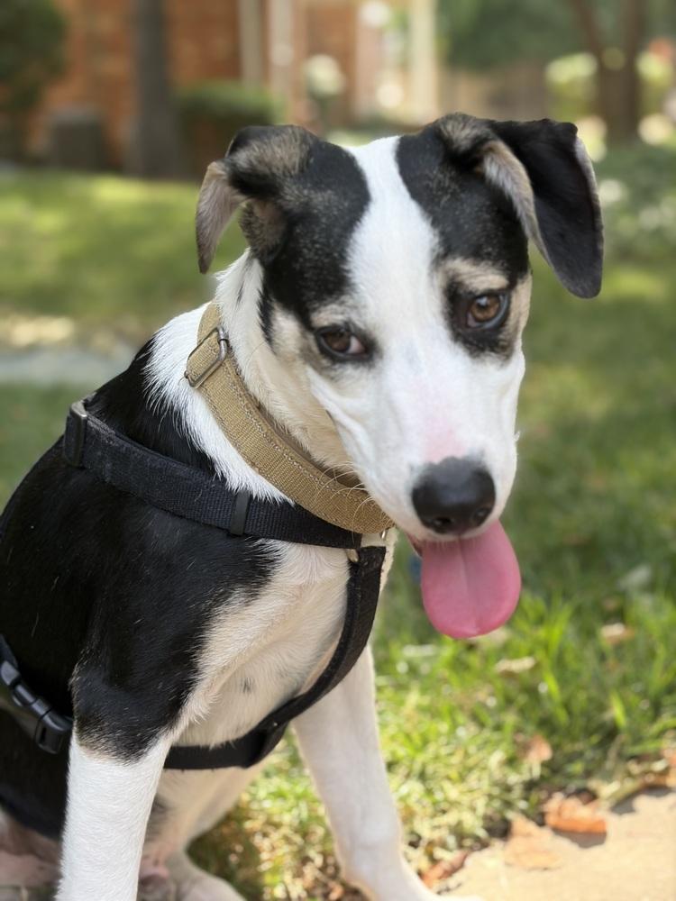 Enlarge Pup Thomas, a Adoptable mixed breed in Washington, DC image 5/6