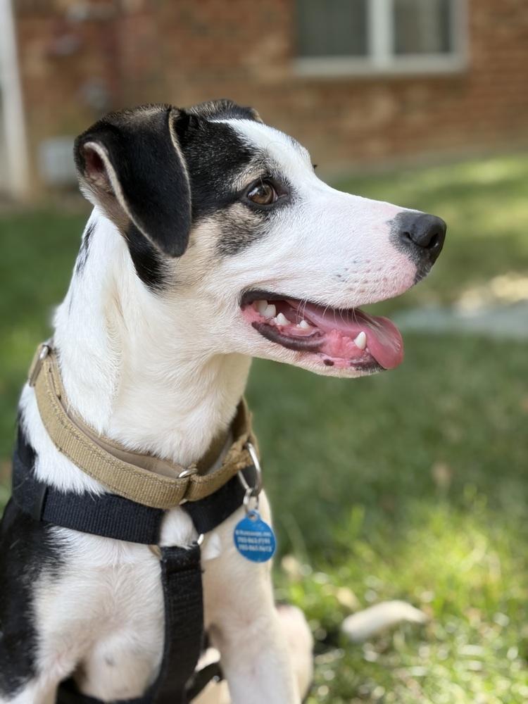 Enlarge Pup Thomas, a Adoptable mixed breed in Washington, DC image 6/6