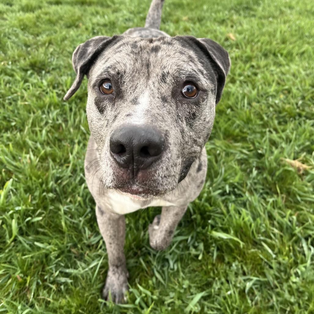 Enlarge Jay, a Adoptable Mixed Breed in Spokane, WA image 2/6