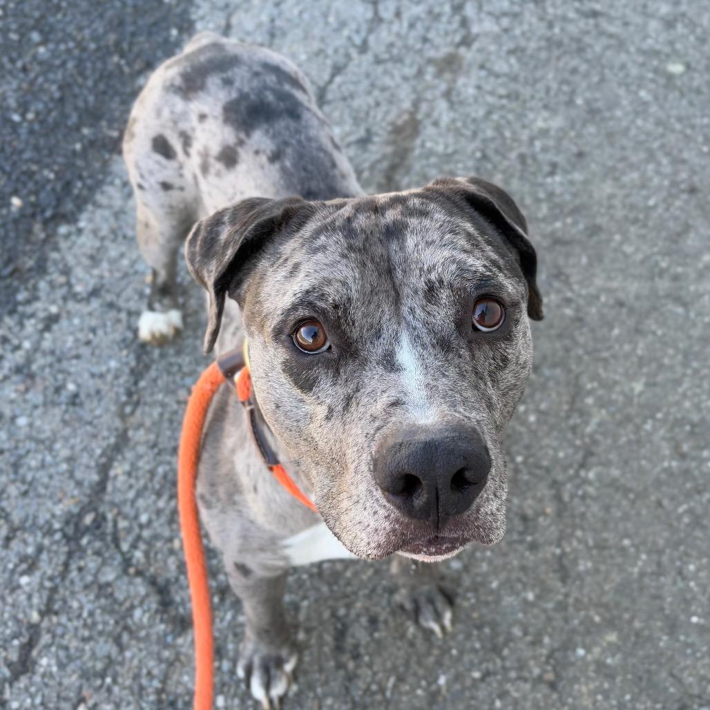 Enlarge Jay, a Adoptable Mixed Breed in Spokane, WA image 3/6