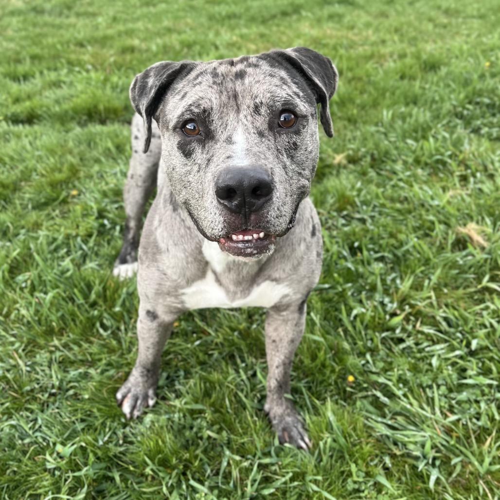 Enlarge Jay, a Adoptable Mixed Breed in Spokane, WA image 4/6