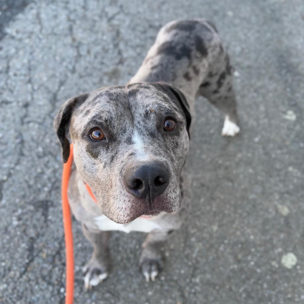 Enlarge Jay, a Adoptable Mixed Breed in Spokane, WA image 5/6