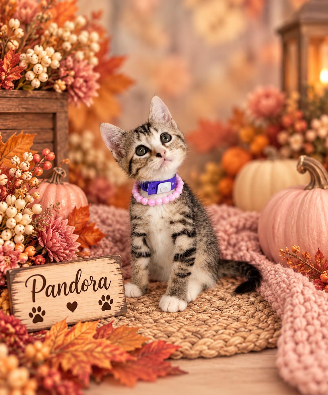 Pandora, Adoptable, Kitten Female Domestic Short Hair.