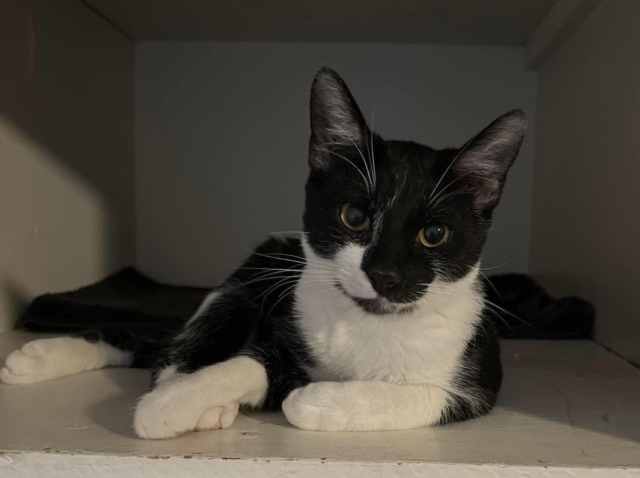 Oreo