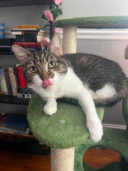 Missy, Adoptable, Adult Female Domestic Short Hair.