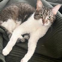 Enlarge Missy, a Adoptable Domestic Short Hair in Wilmington, NC image 1/1