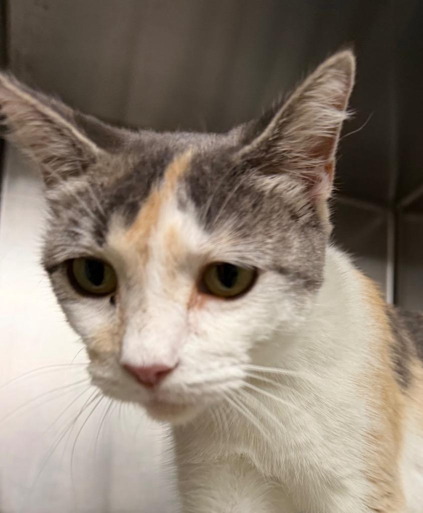Sugar, Adoptable, Young Female Domestic Short Hair.