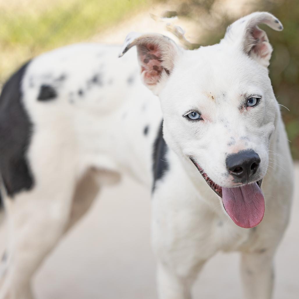 Blu, Adoptable, Adult Male Husky & Mixed Breed.