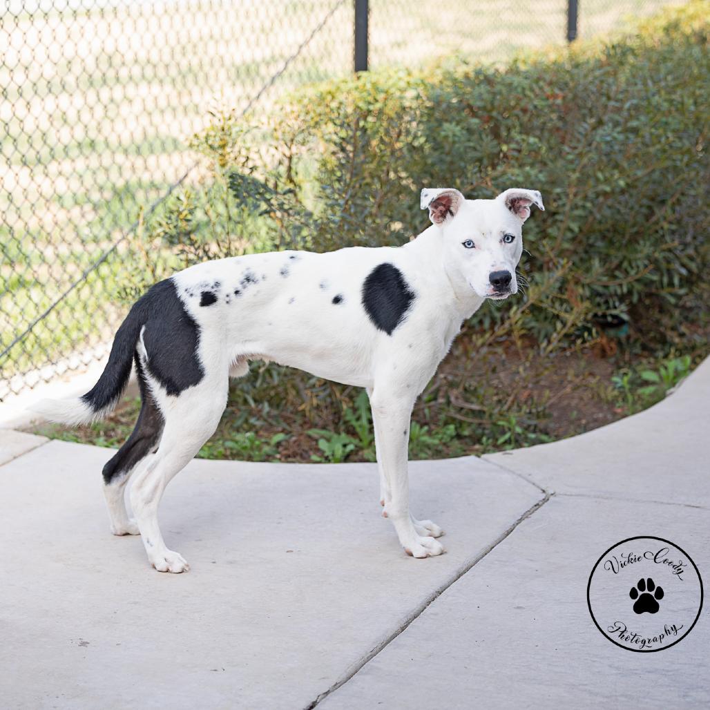 Enlarge Blu, a Adoptable mixed breed in Abilene, TX image 2/3