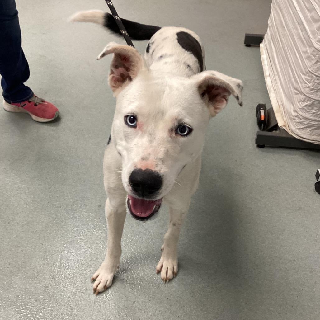 Enlarge Blu, a Adoptable mixed breed in Abilene, TX image 3/3