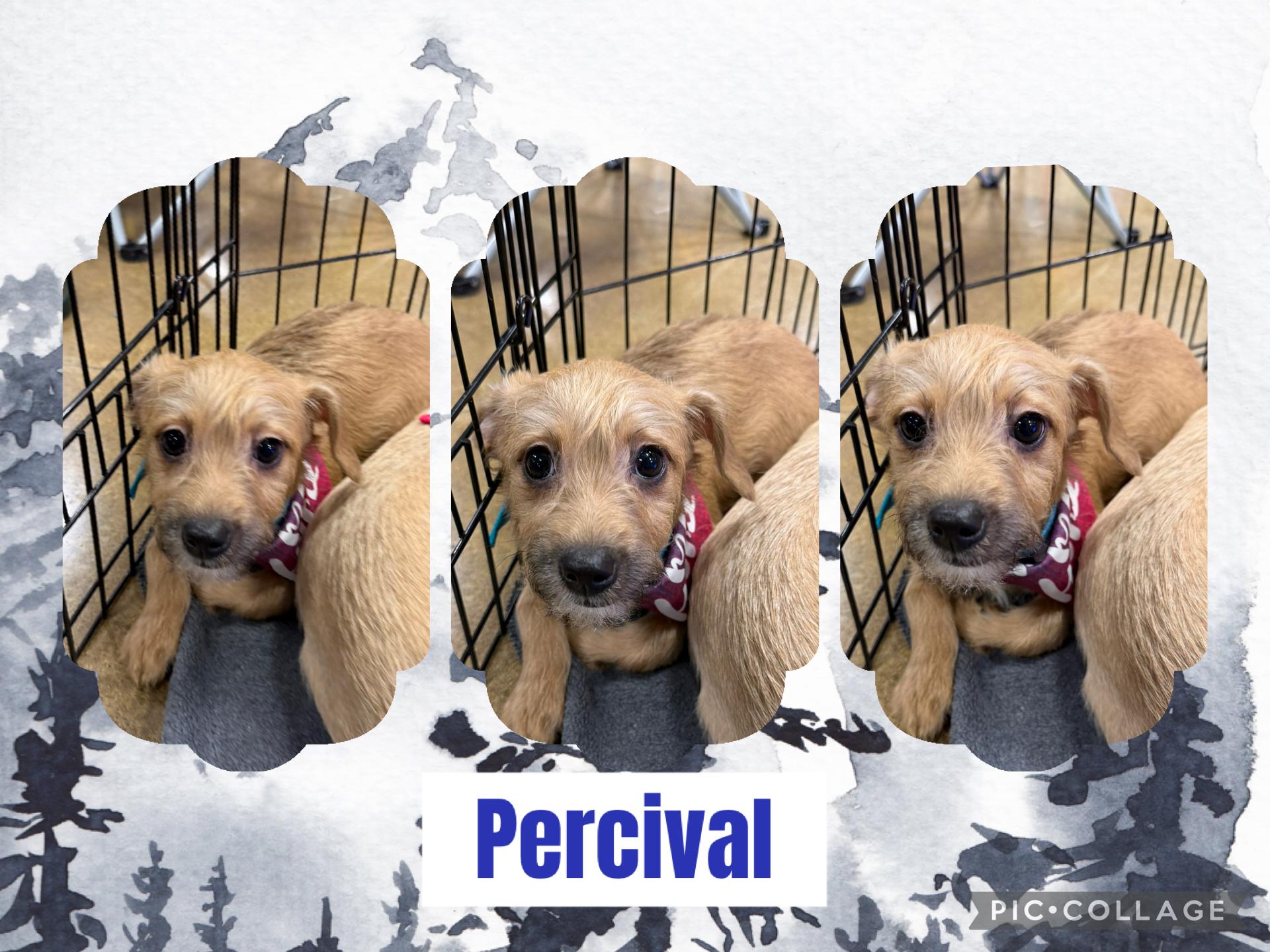 Enlarge Percival, an adopted mixed breed in Eugene, OR image 1/2