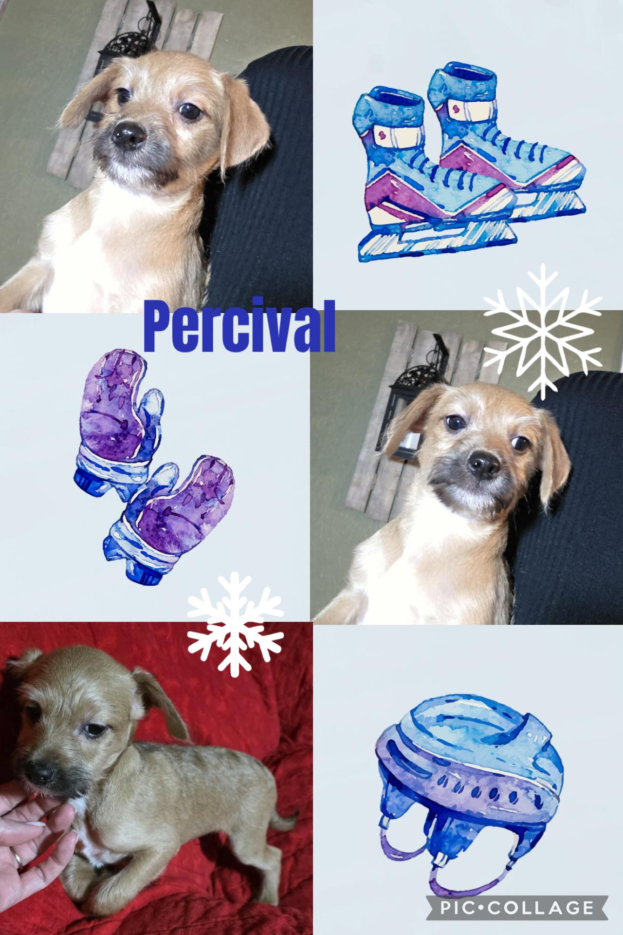 Percival, Adoptable, Puppy Male Chihuahua & Terrier.