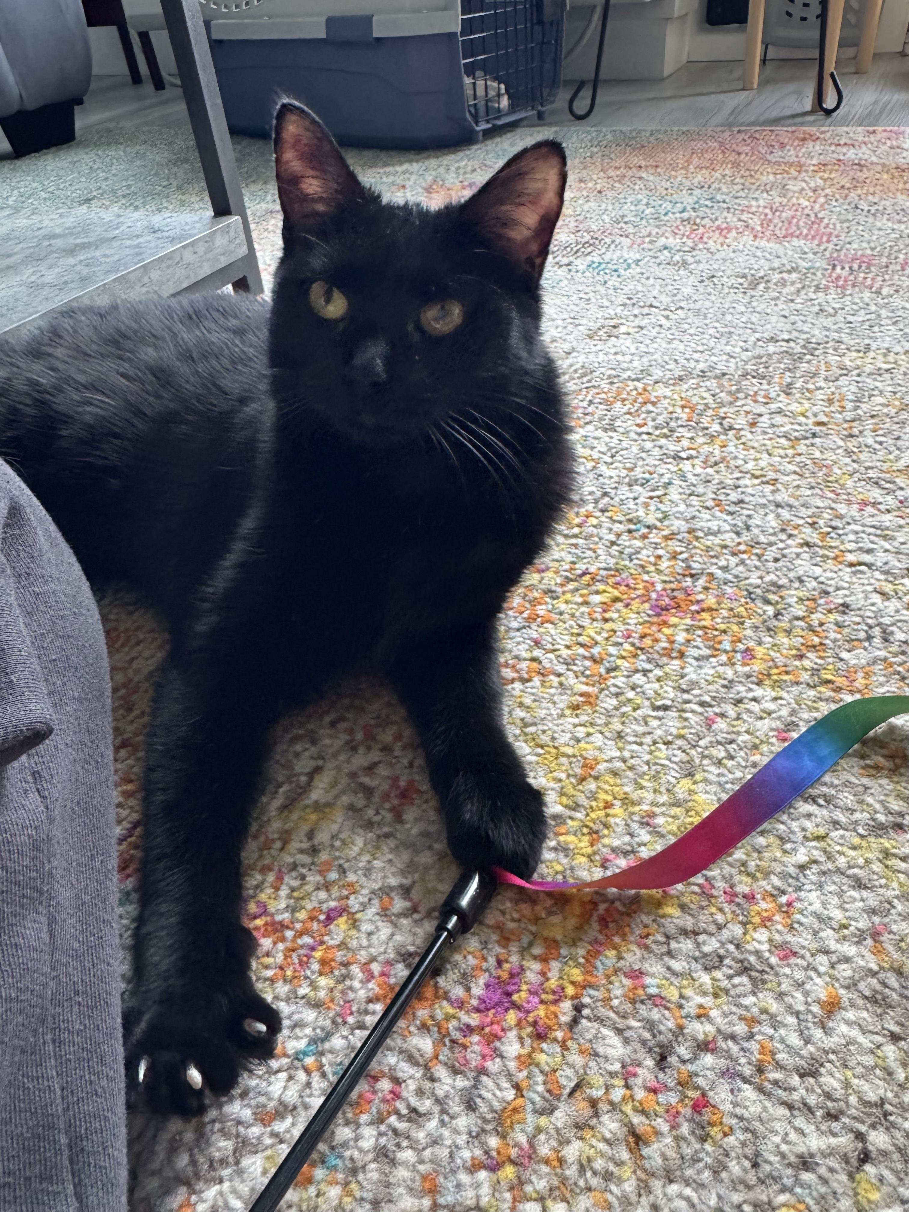 Rosa, Adoptable, Kitten Female Domestic Short Hair.