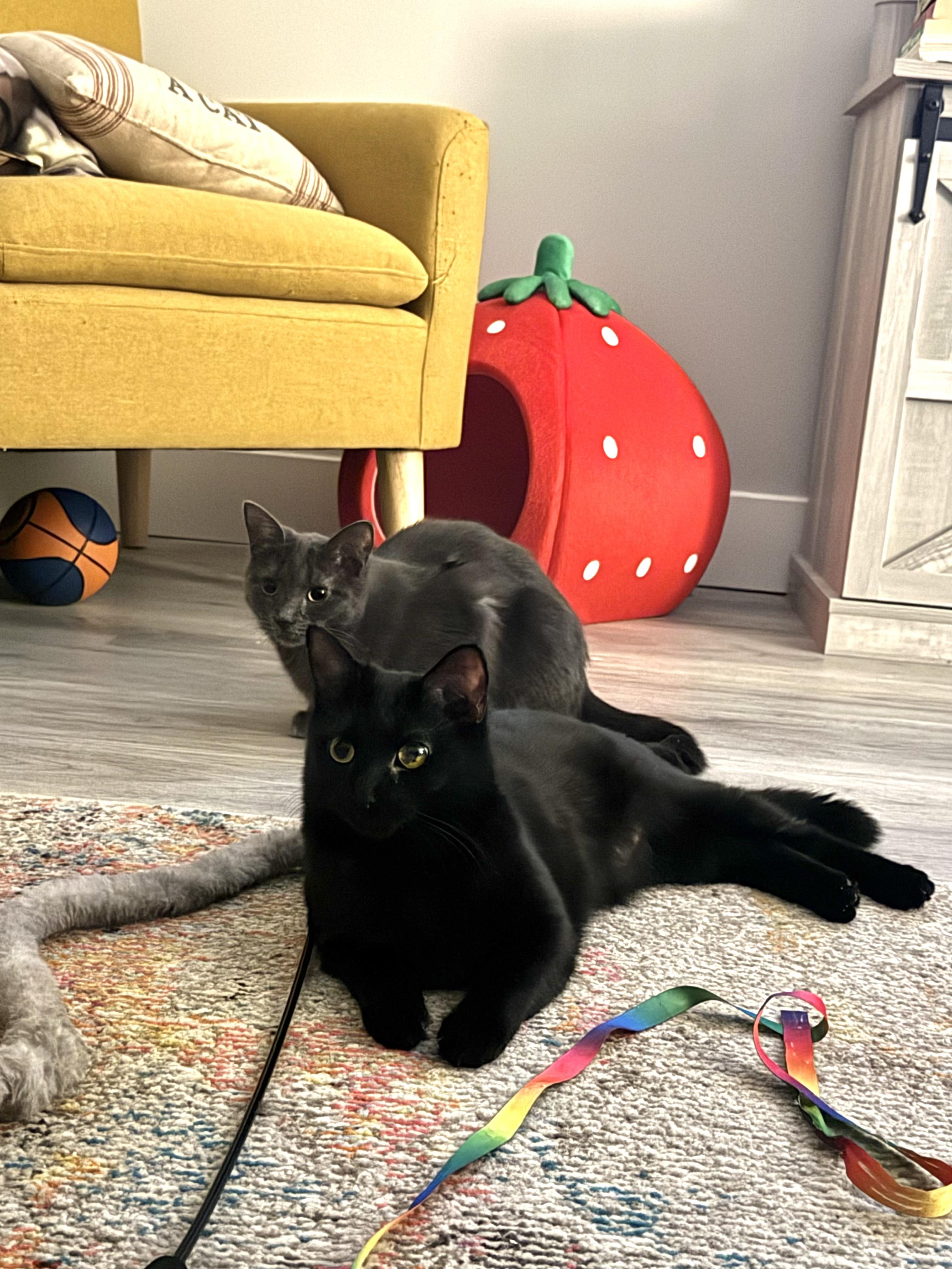 Rosa, a Adoptable Domestic Short Hair in Jersey City, NJ image 2/6
