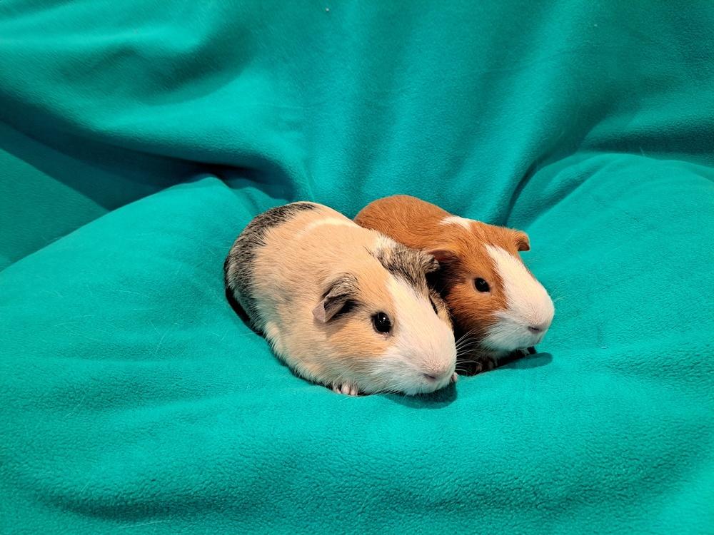 Harrison and Harvey, Adoptable, Adult Male Guinea Pig & Guinea Pig.