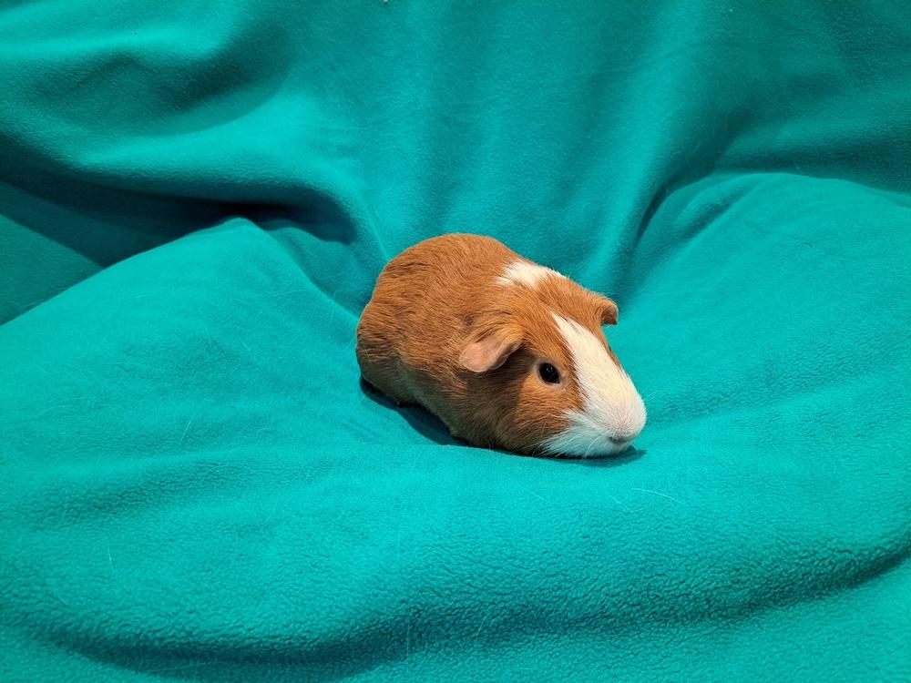 Enlarge Harrison and Harvey, a Adoptable mixed breed in South Bend, IN image 2/5