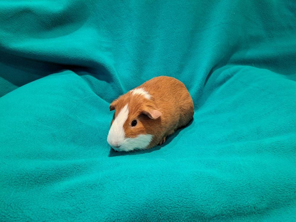 Enlarge Harrison and Harvey, a Adoptable mixed breed in South Bend, IN image 3/5