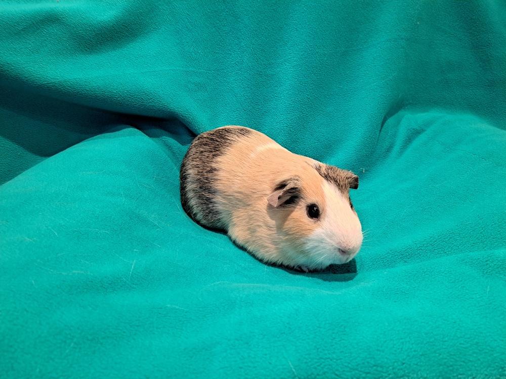 Enlarge Harrison and Harvey, a Adoptable mixed breed in South Bend, IN image 5/5