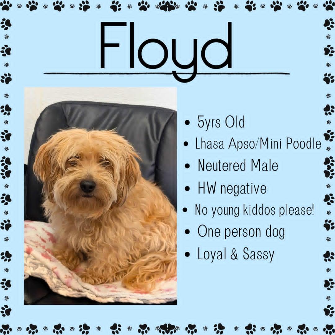 Enlarge Floyd, a ADOPTABLE mixed breed in Junction City, KS image 1/1