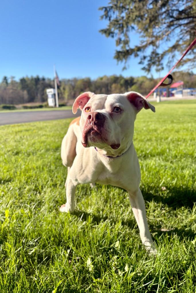 Pinto, Adoptable, Adult Male Pit Bull Terrier.
