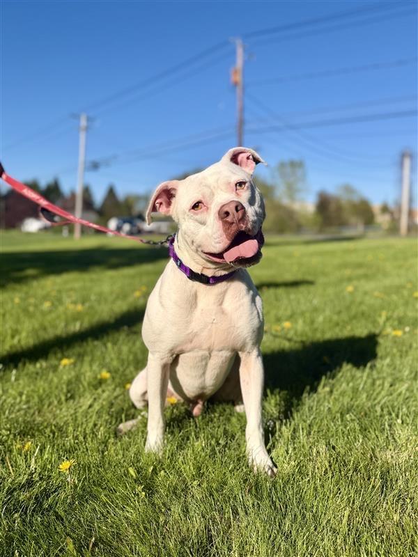Enlarge Pinto, a Adoptable Pit Bull Terrier in Gloversville, NY image 2/5