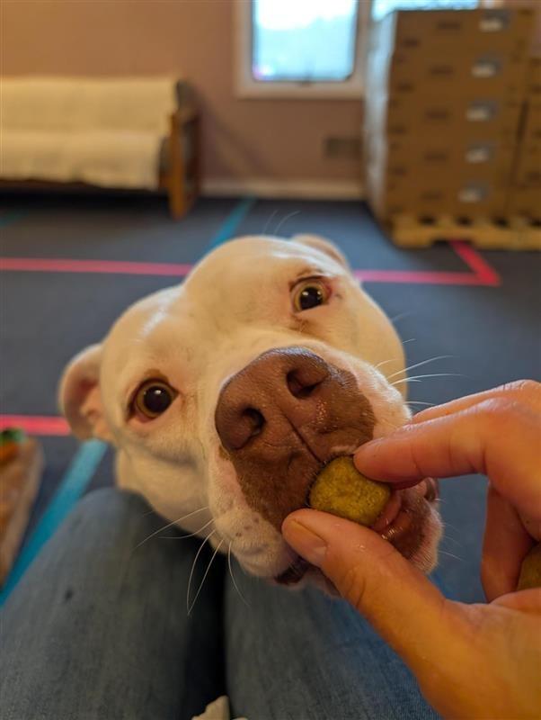 Enlarge Pinto, a Adoptable Pit Bull Terrier in Gloversville, NY image 3/5