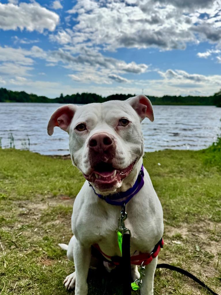 Enlarge Pinto, a Adoptable mixed breed in Gloversville, NY image 4/6