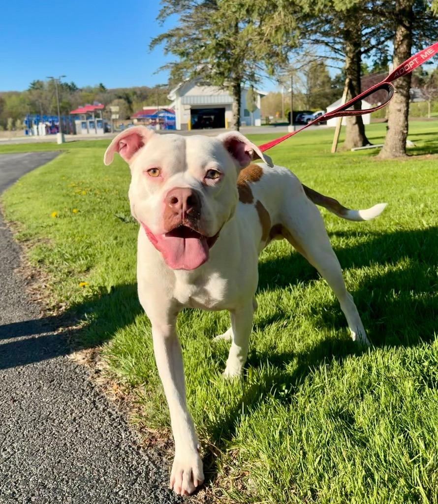 Enlarge Pinto, a Adoptable Pit Bull Terrier in Gloversville, NY image 4/5