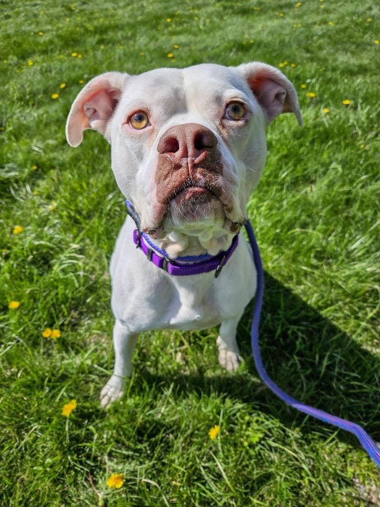 Enlarge Pinto, a Adoptable Pit Bull Terrier in Gloversville, NY image 5/5