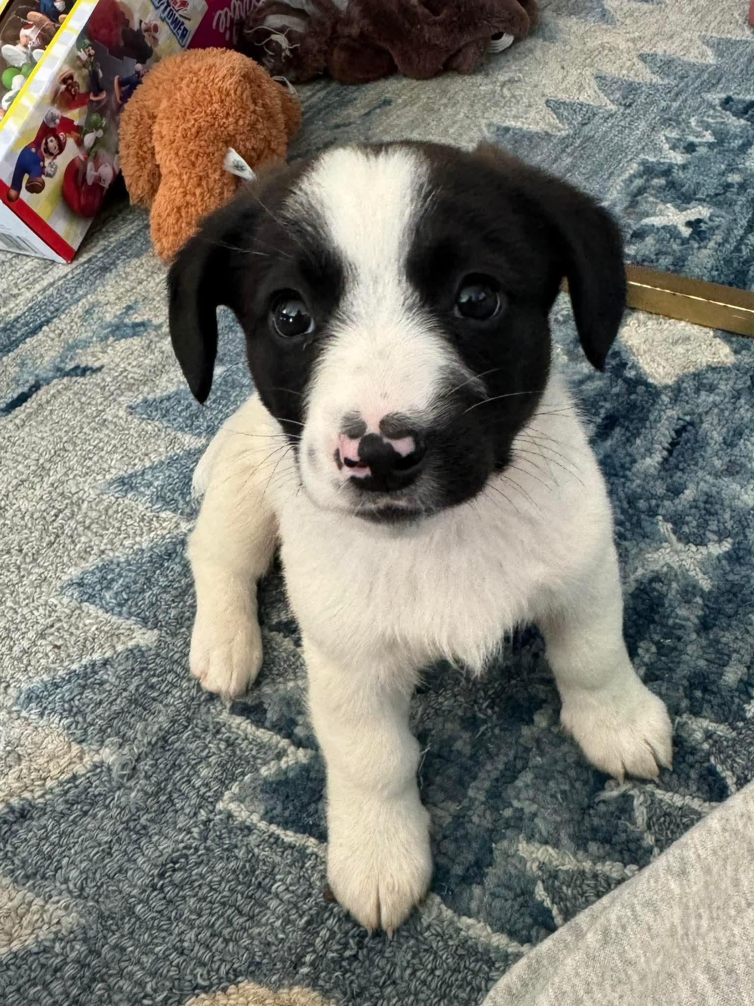 Enlarge CABO, a Adoptable Australian Shepherd in Pomfret Center, CT image 1/3