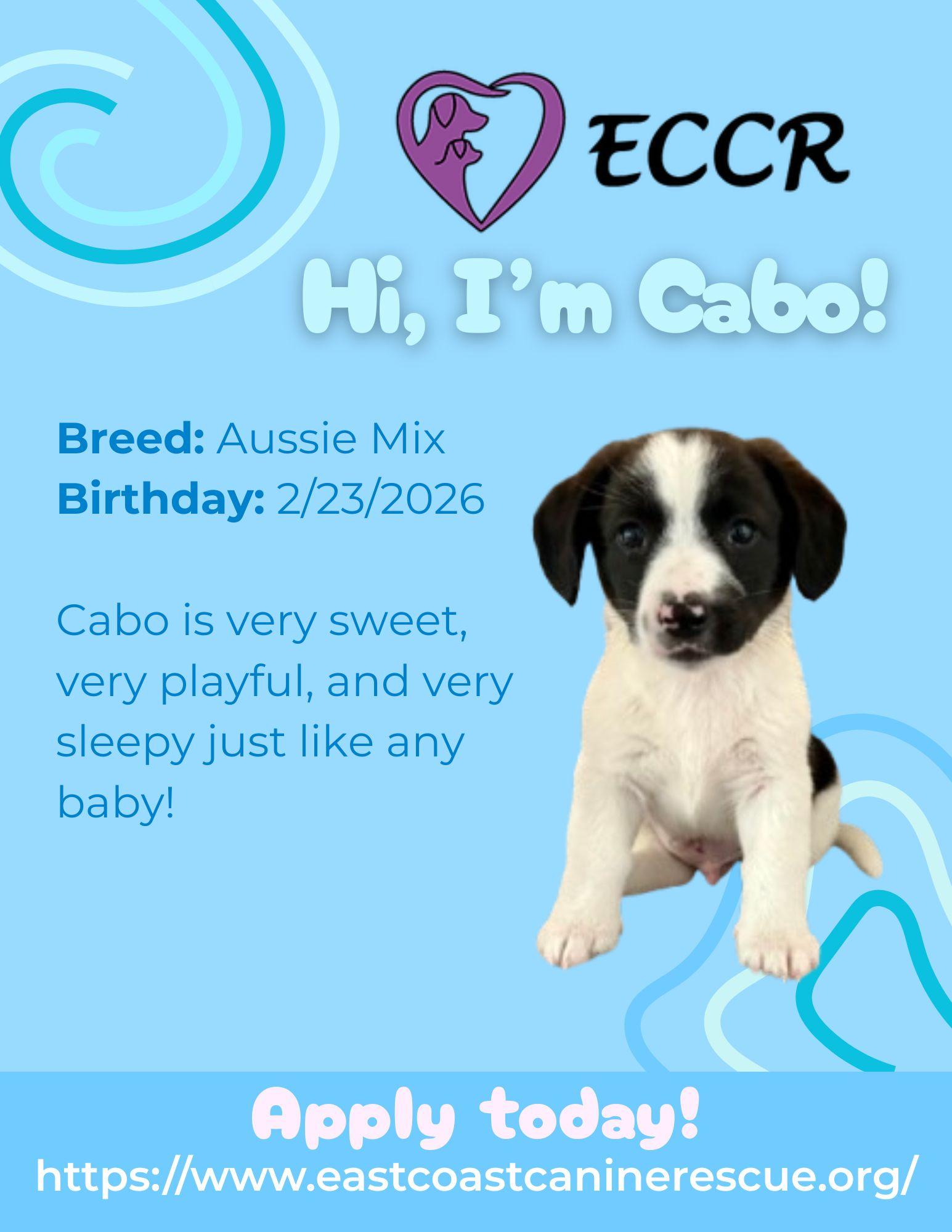 CABO, a Adoptable Australian Shepherd in Pomfret Center, CT image 1/3
