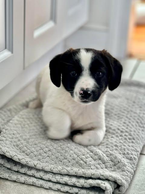CABO, a Adoptable Australian Shepherd in Pomfret Center, CT image 2/3