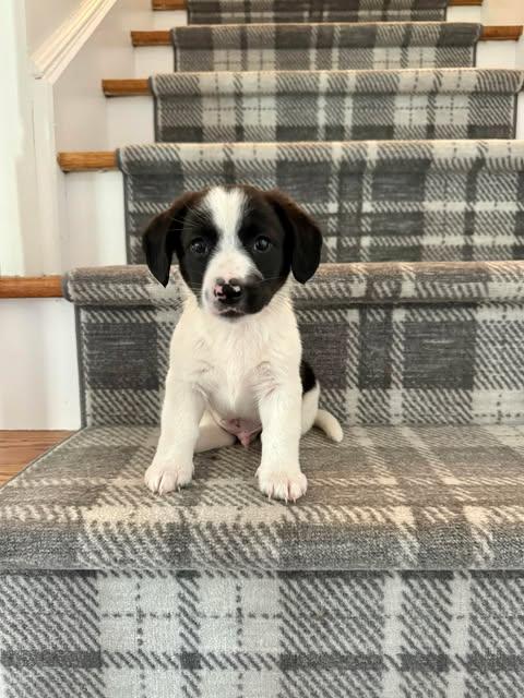 Enlarge CABO, a Adoptable Australian Shepherd in Pomfret Center, CT image 2/3