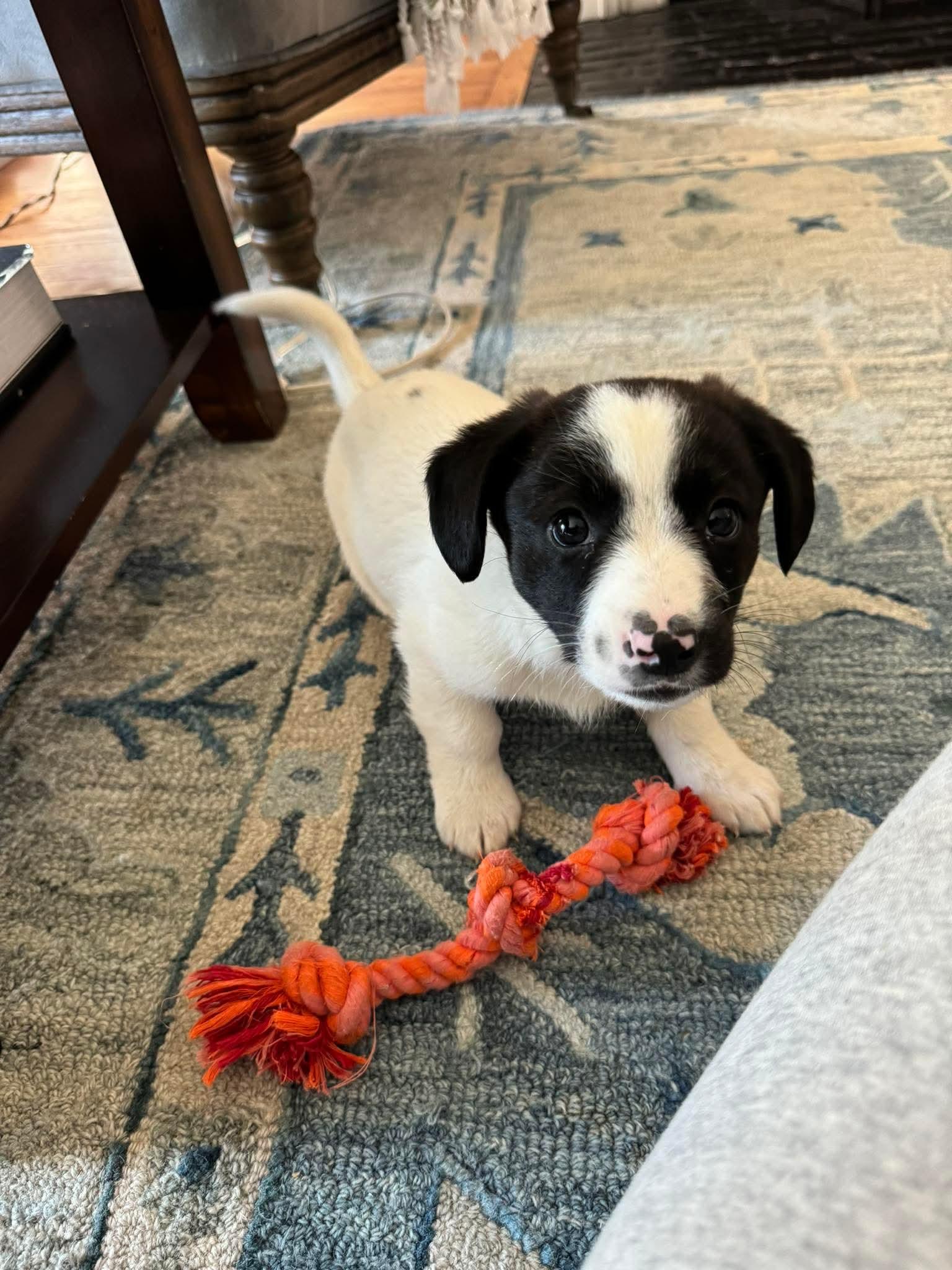 Enlarge CABO, a Adoptable Australian Shepherd in Pomfret Center, CT image 3/3