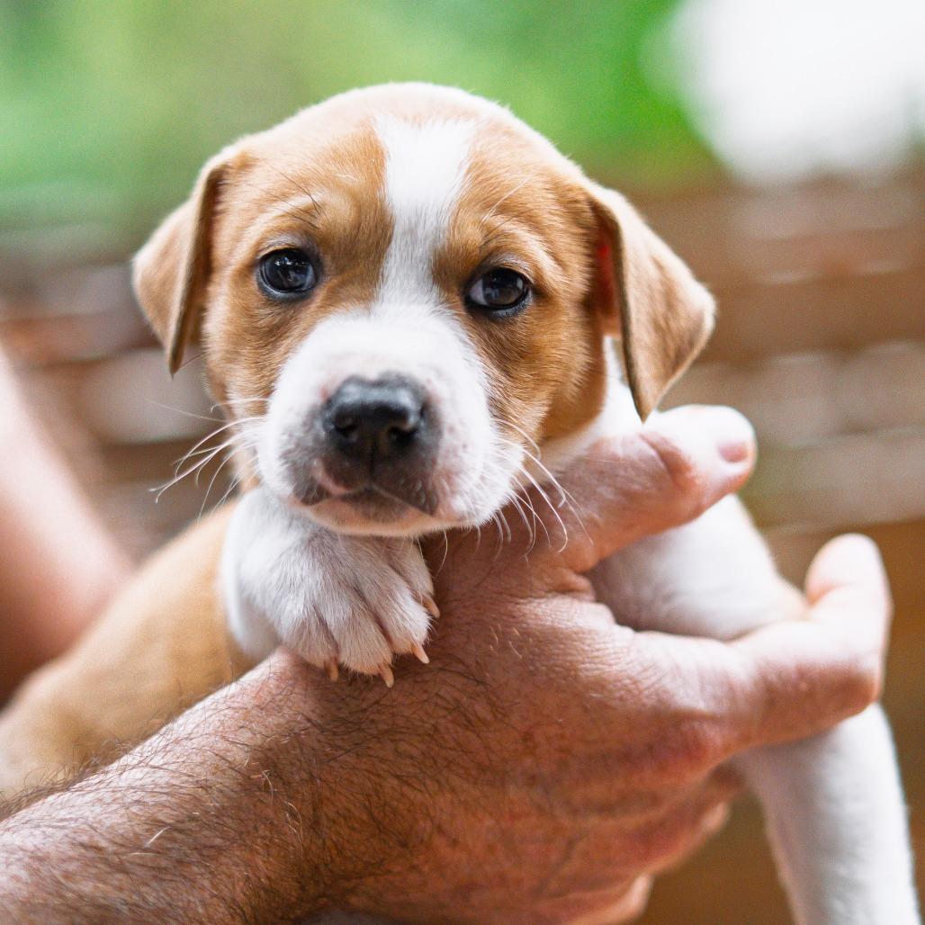 Giggle, Adoptable, Puppy Female Border Collie & Pit Bull Terrier.