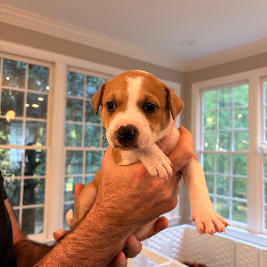 Enlarge Giggle, a Adoptable mixed breed in Durham, NC image 2/5