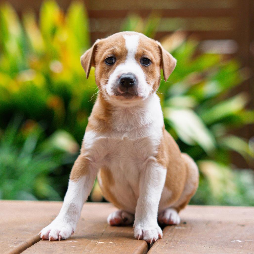 Enlarge Giggle, a Adoptable mixed breed in Durham, NC image 3/5