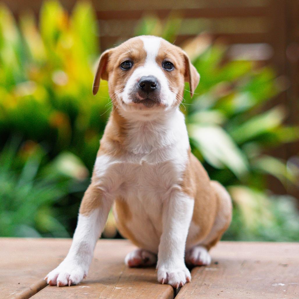 Enlarge Giggle, a Adoptable mixed breed in Durham, NC image 4/5