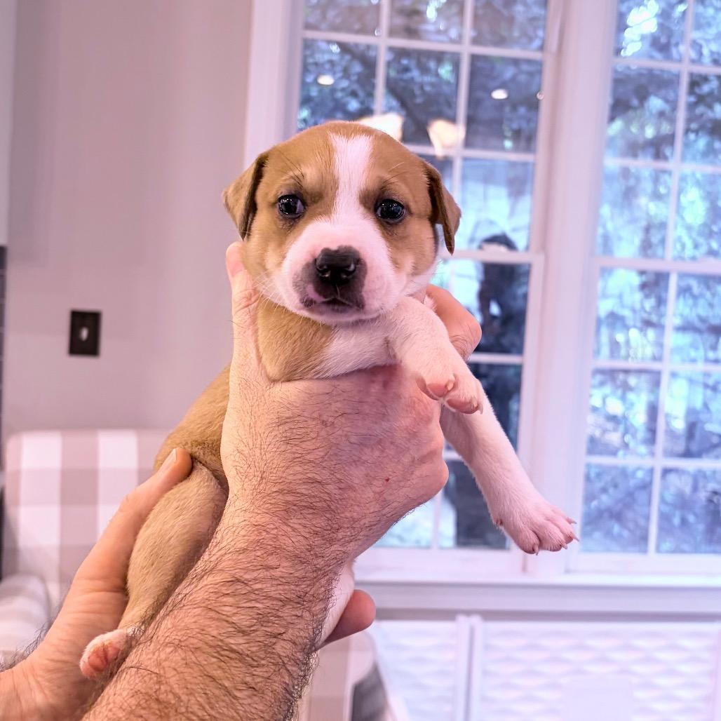 Enlarge Giggle, a Adoptable mixed breed in Durham, NC image 5/5