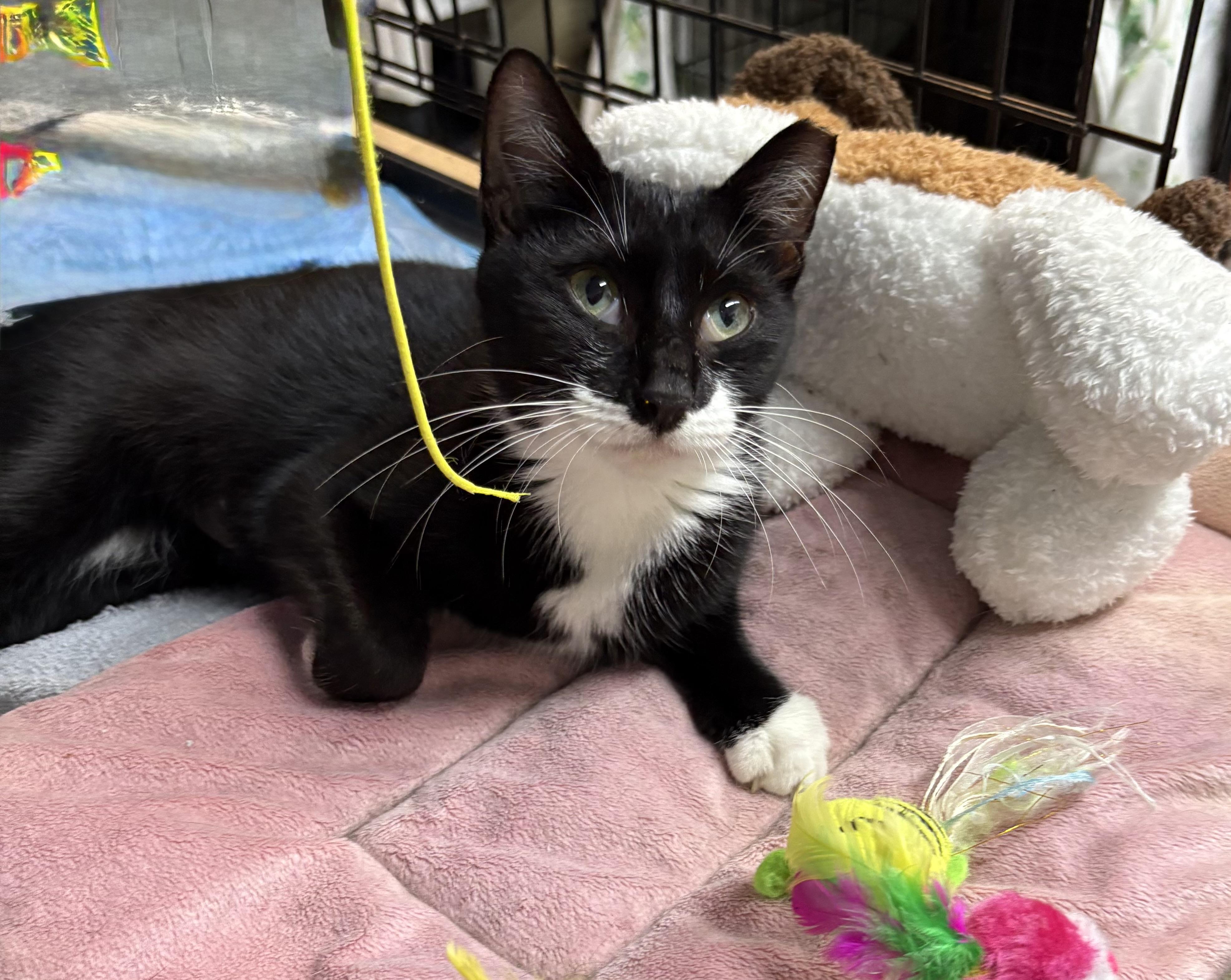 Tuxie, a Adoptable Tuxedo in Brooksville, FL image 3/6