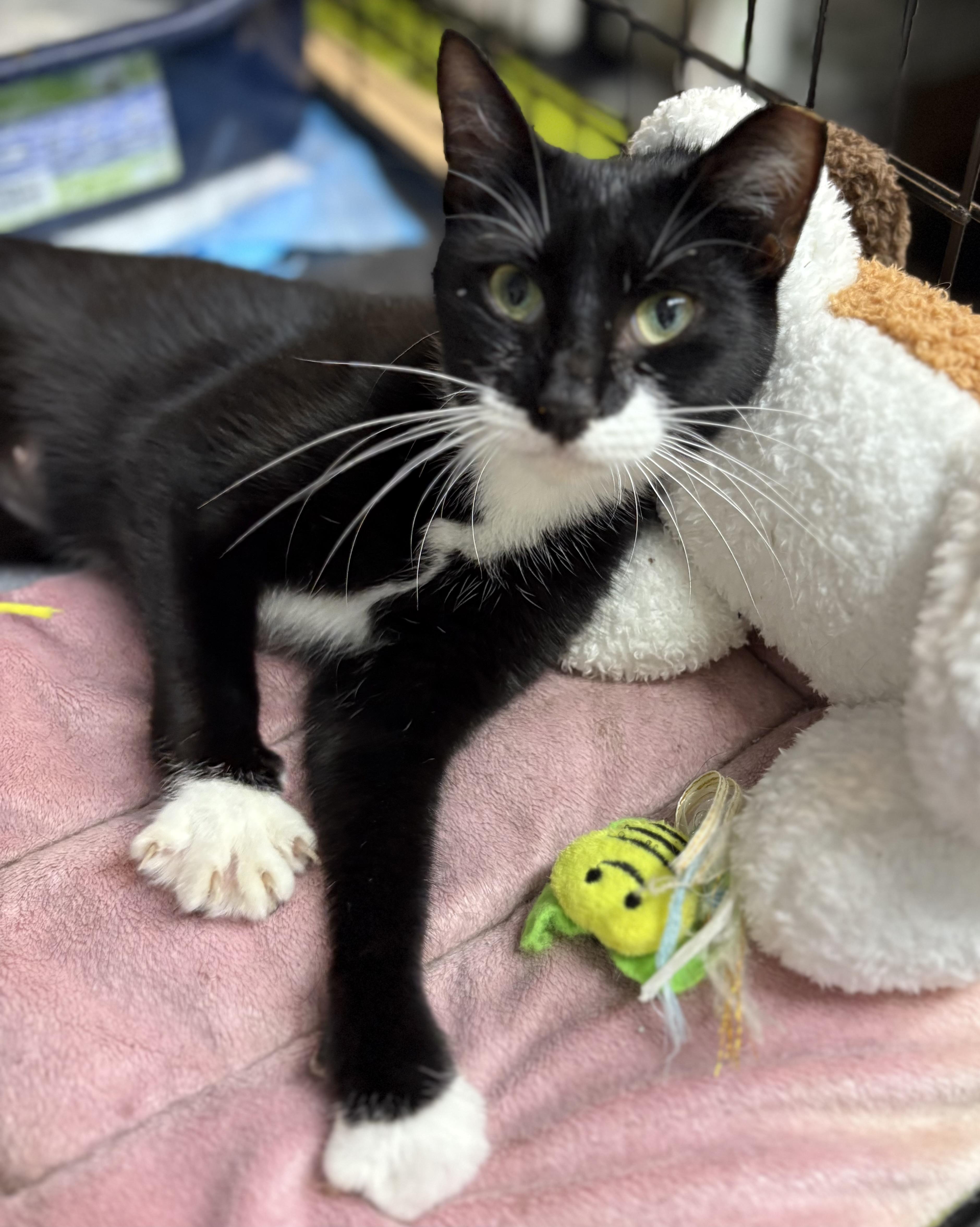 Tuxie, a Adoptable Tuxedo in Brooksville, FL image 5/6