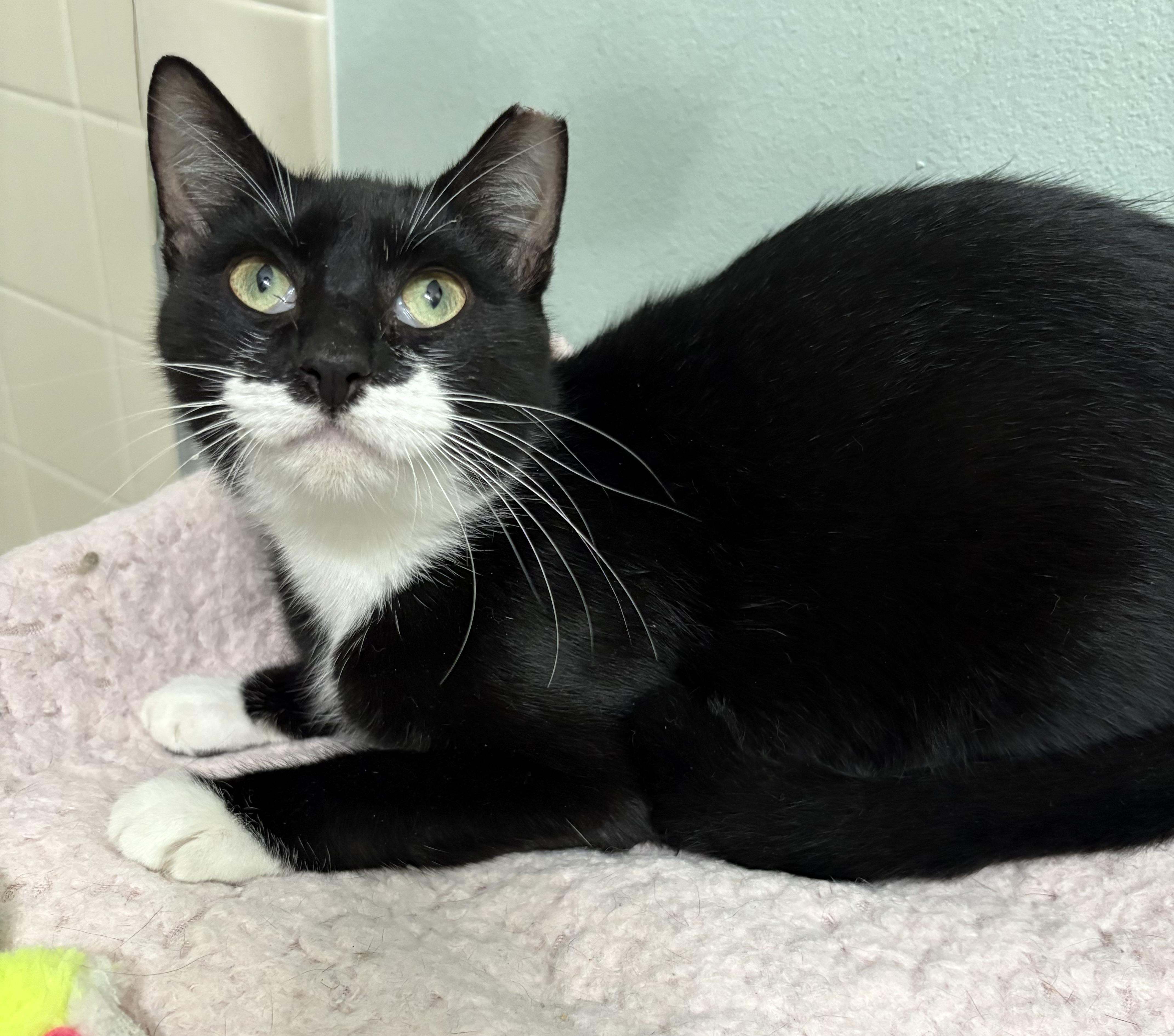 Tuxie, a Adoptable Tuxedo in Brooksville, FL image 4/6