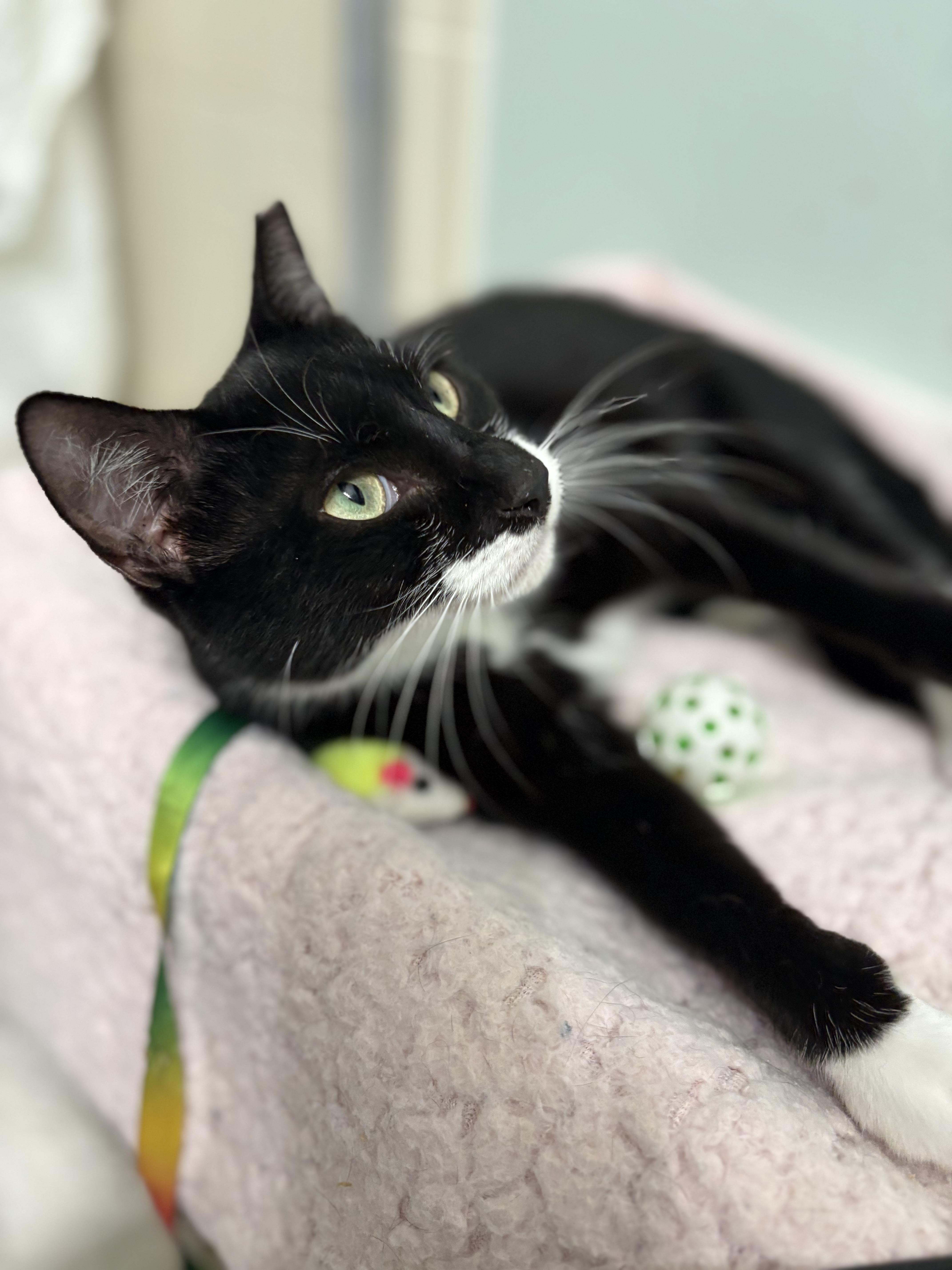 Tuxie, a Adoptable Tuxedo in Brooksville, FL image 1/6