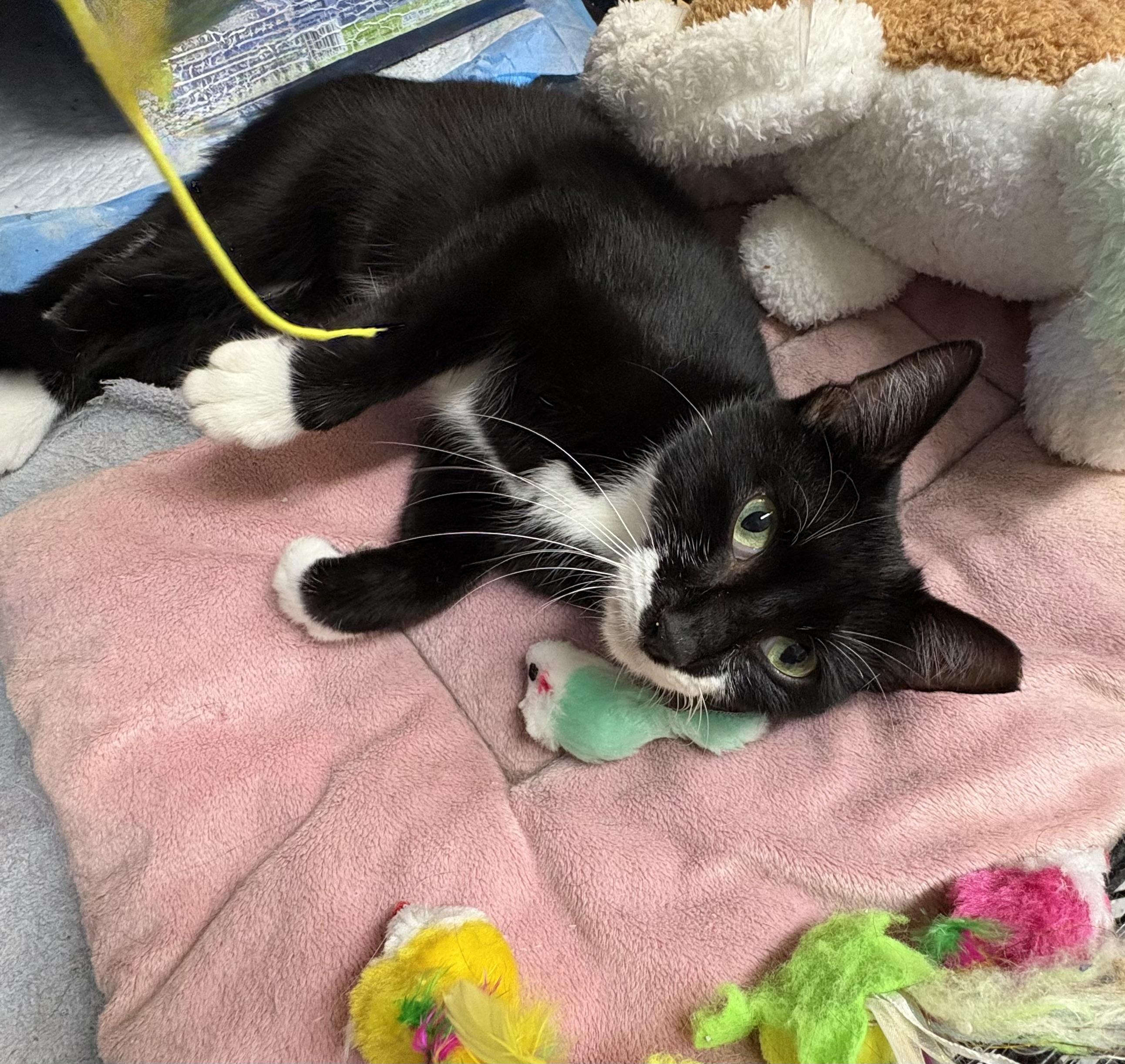 Tuxie, a Adoptable Tuxedo in Brooksville, FL image 6/6