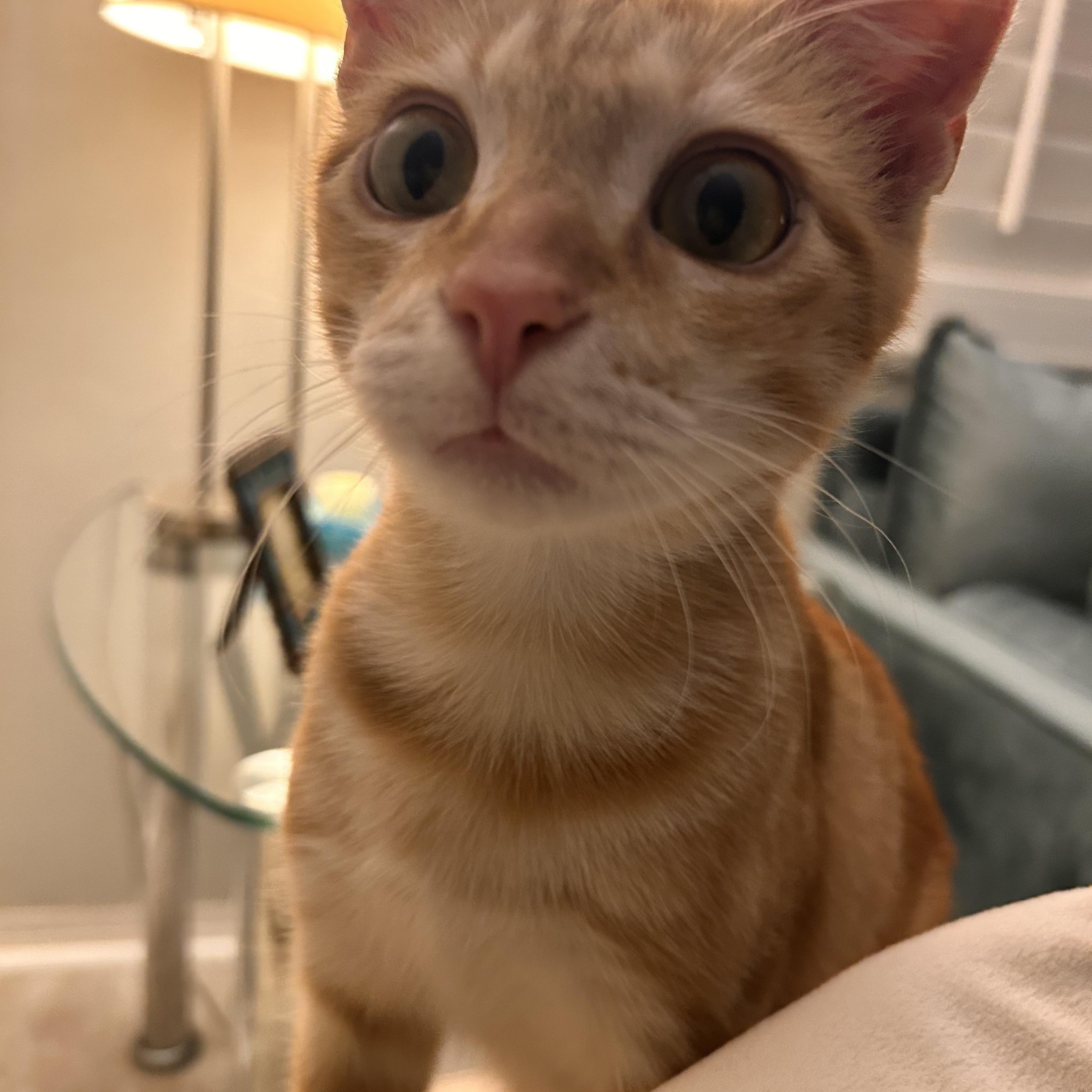 Enlarge Toaster Oven, an adopted Domestic Short Hair in Tampa, FL image 2/5