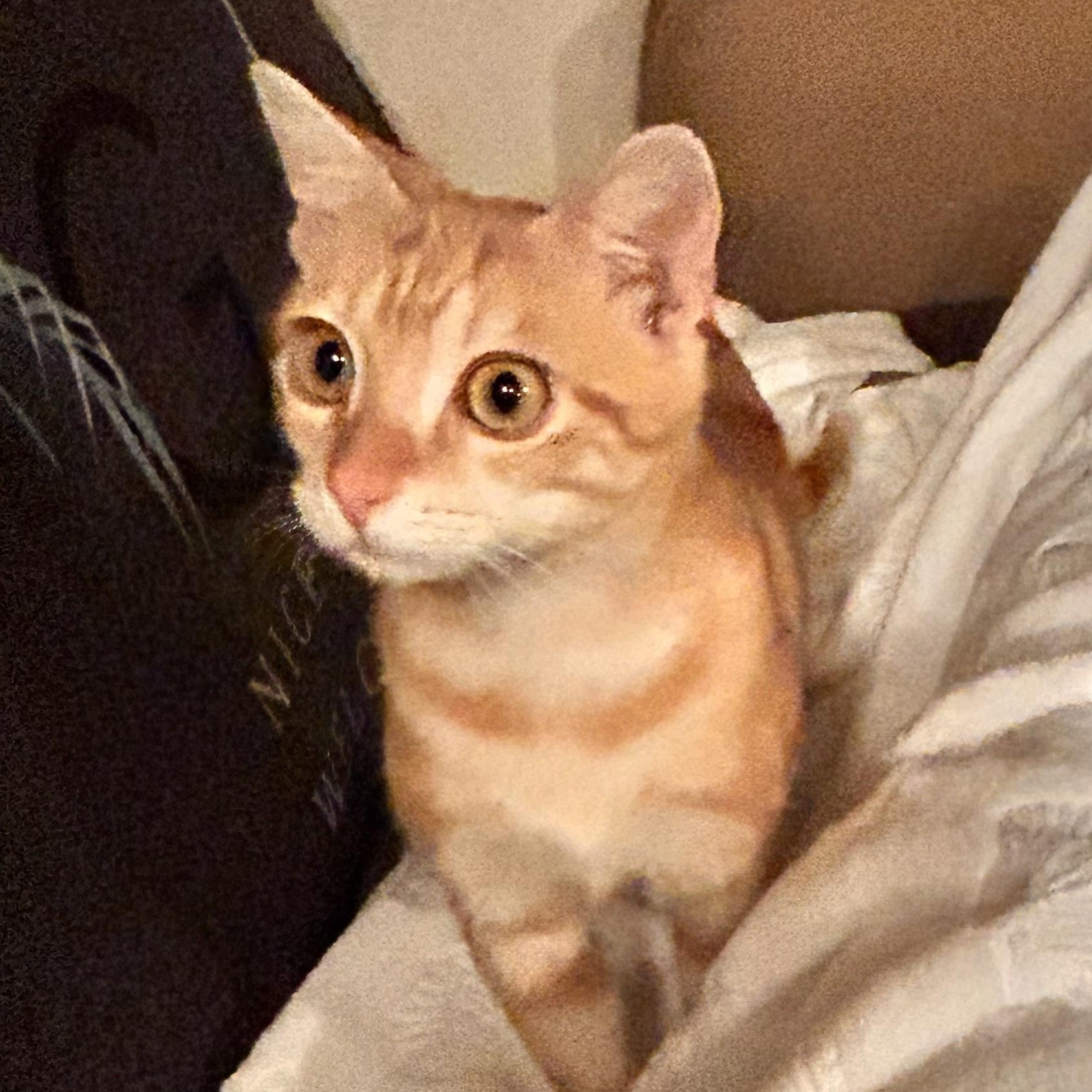 Enlarge Toaster Oven, an adopted Domestic Short Hair in Tampa, FL image 4/5