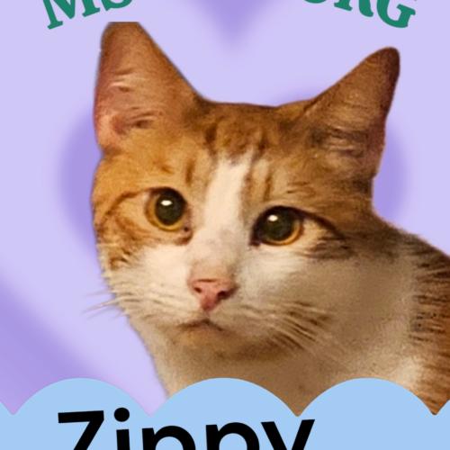 Zippy, Adoptable, Young Male Tabby.