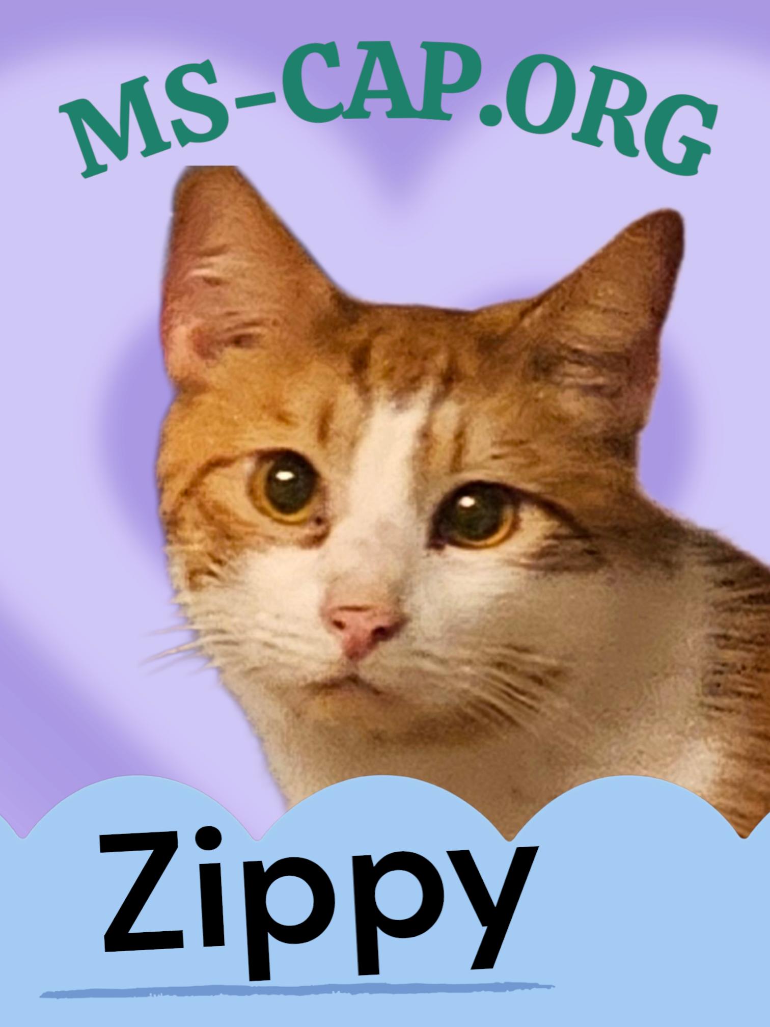 Zippy, Adoptable, Young Male Tabby.